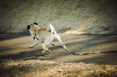 Dog running on sand at beach