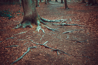 Low section of bare tree