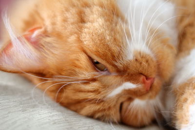 Close-up of ginger cat relaxing at home