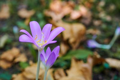 flowering plant