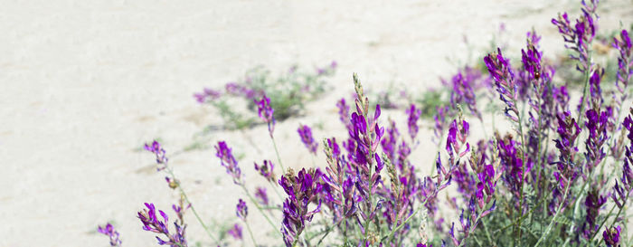 Close-up of purple flowering plants against wall