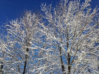 Low angle view of frozen trees against blue sky