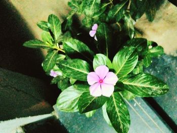 Close-up of pink flowers