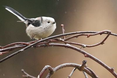 Close-up of long-tailed tit perching on plant