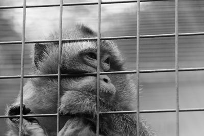 Close-up of monkey in cage