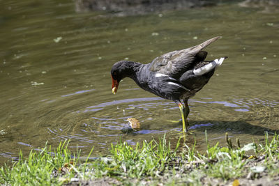 Bird in a lake