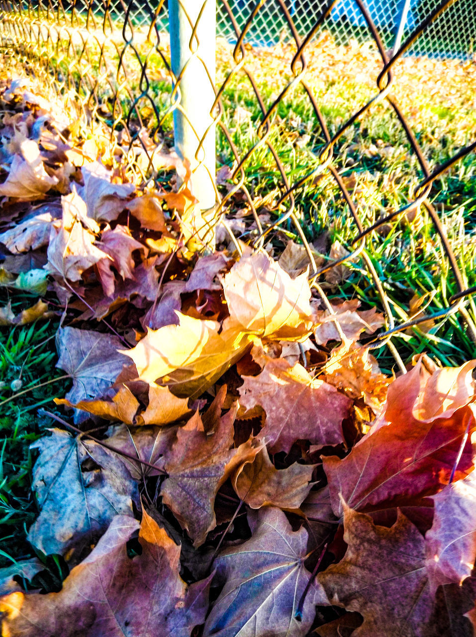 CLOSE-UP OF DRY LEAVES ON FIELD