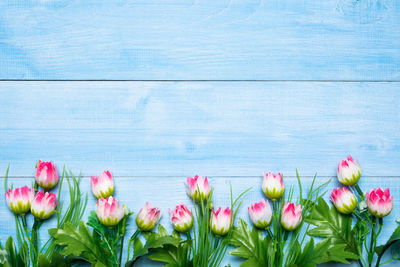 Close-up of pink tulips