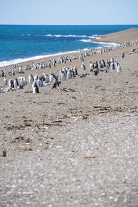 Flock of seagulls on beach