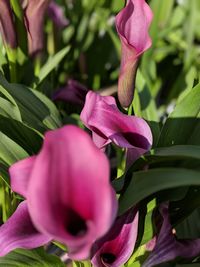 Close-up of pink flowering plant