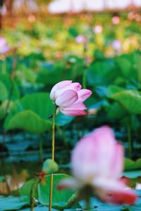 Close-up of pink flower