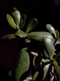 Close-up of fruit growing on plant