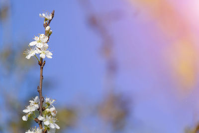 Close-up of white flowering plant