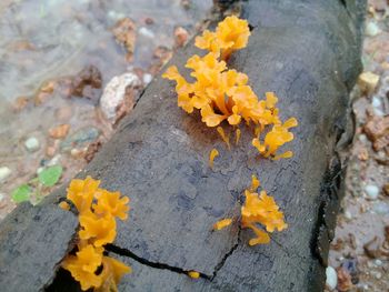 Close-up of yellow flowering plant on tree trunk