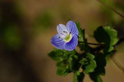 Close-up of purple flowering plant