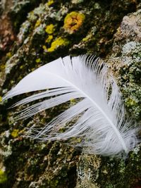 Close-up of feather on rock