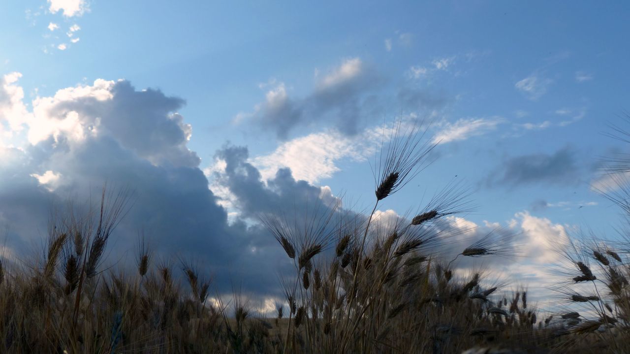 LOW ANGLE VIEW OF TALL GRASS ON FIELD