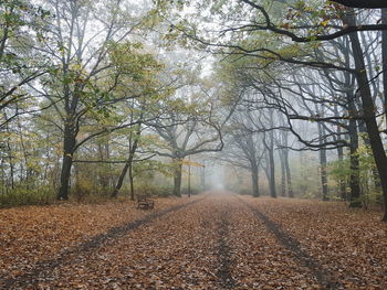 Road amidst trees during autumn