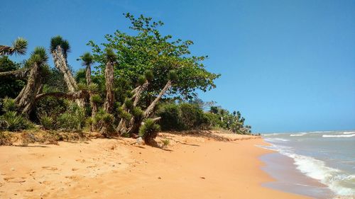 Palm trees on beach against clear blue sky
