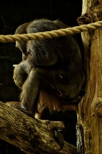 Close-up of monkey on wood