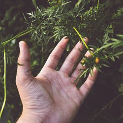 Close-up of human hand