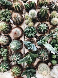 Full frame shot of succulent plants