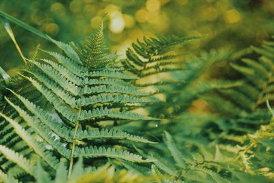 Close-up of fern leaves