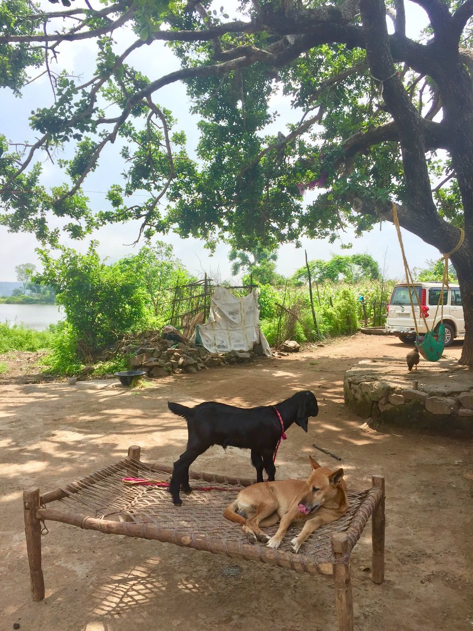 DOG ON TREE AGAINST SKY