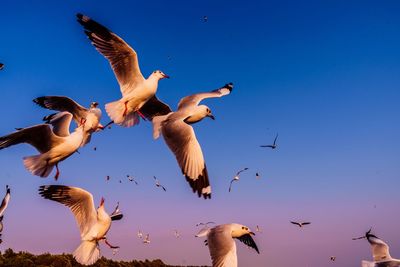 Low angle view of seagulls flying in sky