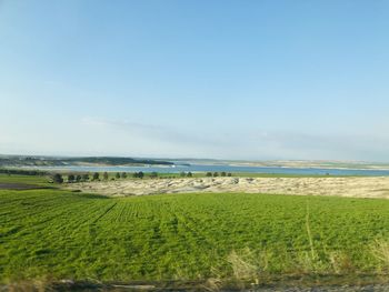 Scenic view of agricultural field against sky