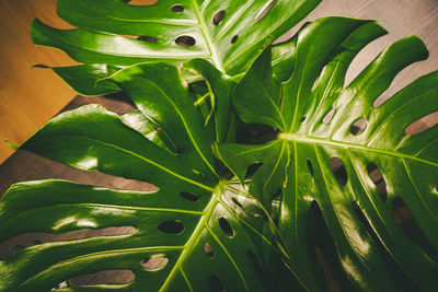 High angle view of fresh green plant