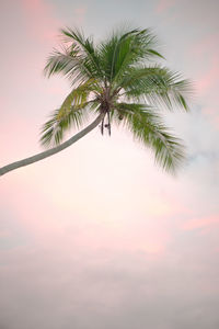 Low angle view of palm tree against sky