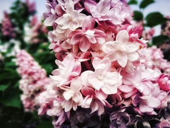 flowering plant