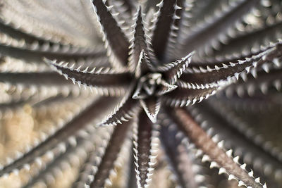 Close-up of barbed wire