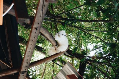 Low angle view of bird perching on tree