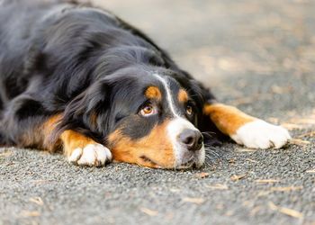 Close-up of dog