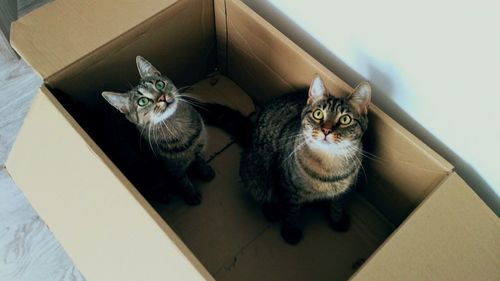 High angle view of cat in box