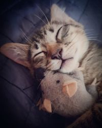 High angle view of cat sleeping