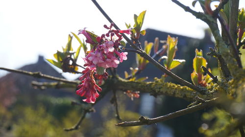Close-up of pink cherry blossom tree