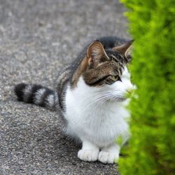 Cat looking away while sitting outdoors