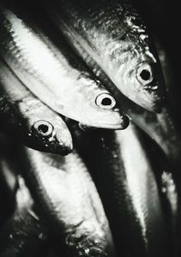 Close-up of fish swimming in water