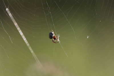 Spider on web