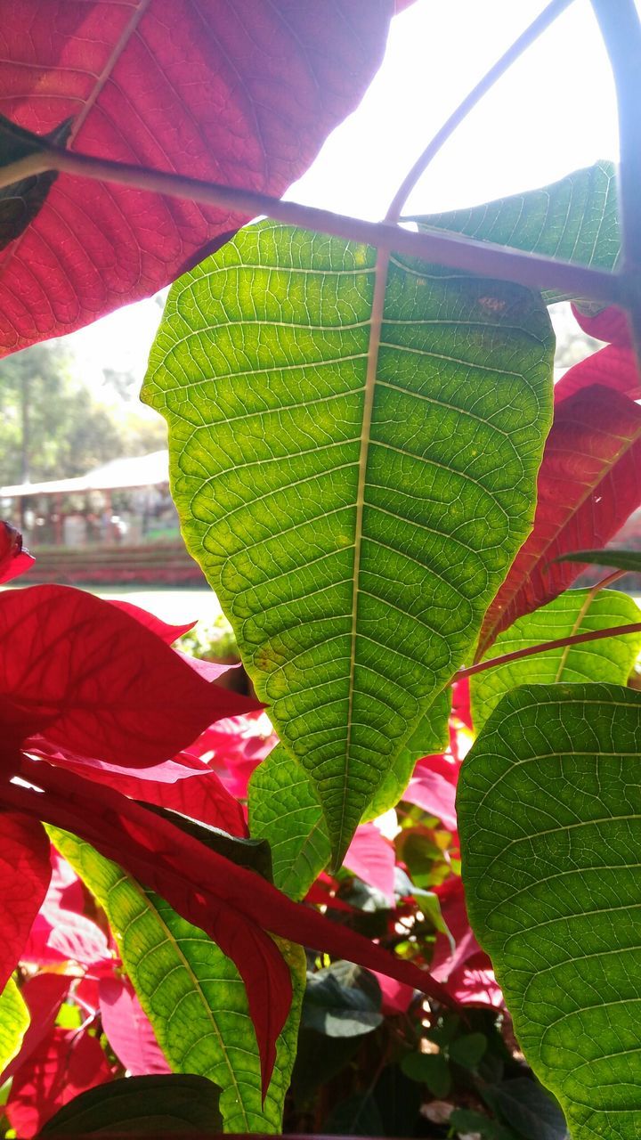 CLOSE-UP OF RED MAPLE LEAF