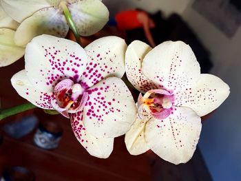 Close-up of pink orchid flowers