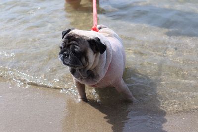 Dog on beach