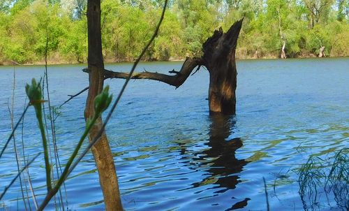 Reflection of trees in water