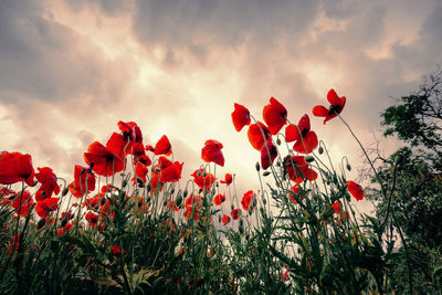 Close-up of red poppy flowers on field against sky