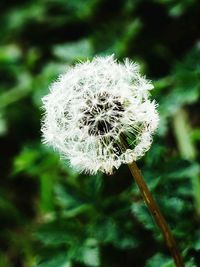 Close-up of dandelion flower