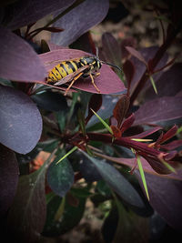 Close-up of insect on leaves