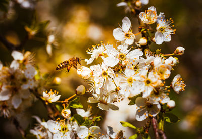 Close-up of bee on white flowers